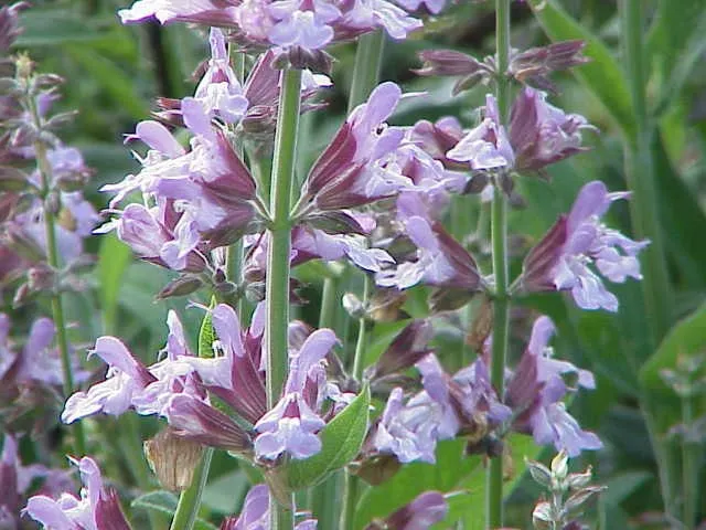 Common Sage Seed Pack